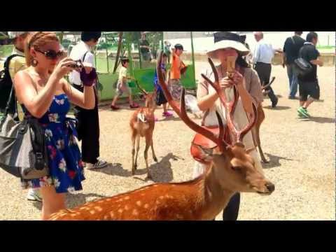 奈良 女高中生餵鹿示範 (1080i)